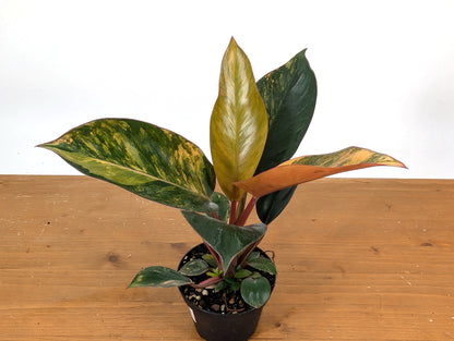 Exact Philodendron Red Congo Variegated 