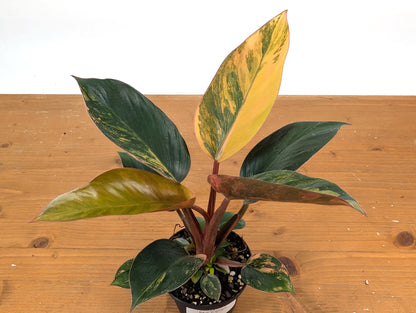 Exact Philodendron Red Congo Variegated 