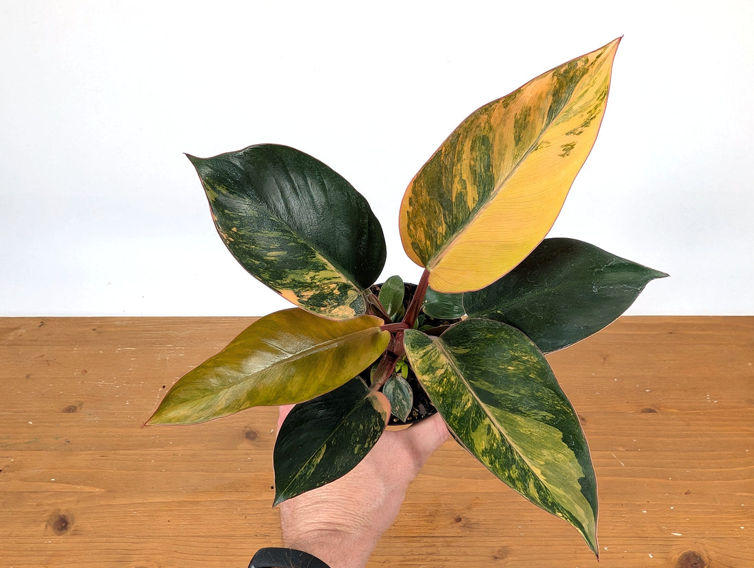 Exact Philodendron Red Congo Variegated 