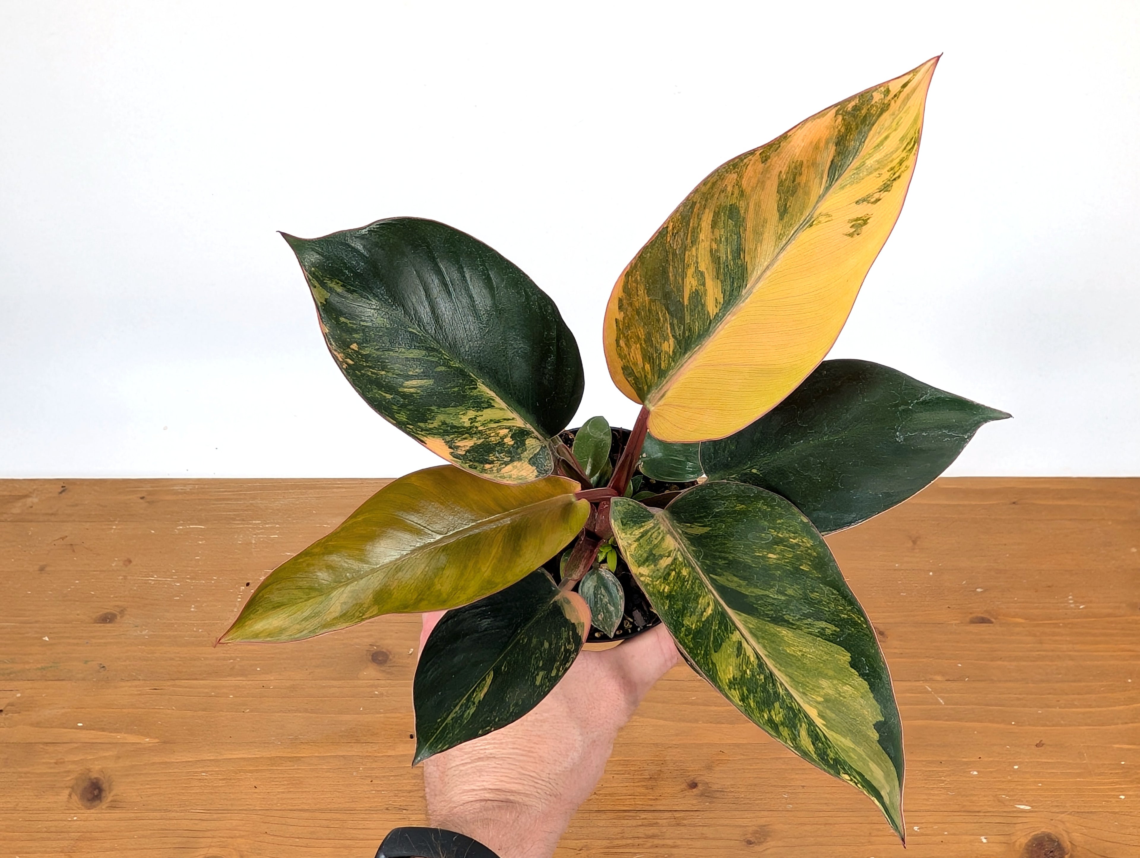 Exact Philodendron Red Congo Variegated 