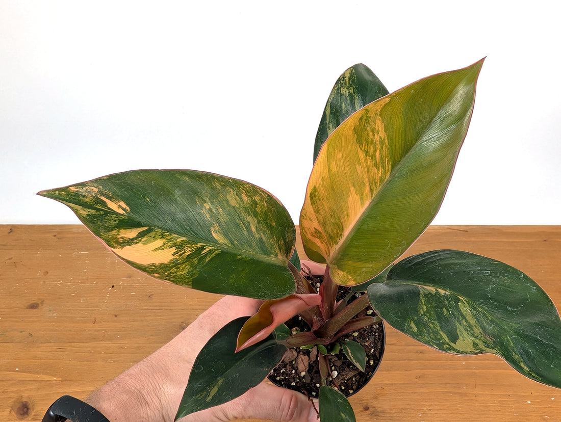 Exact Philodendron Red Congo Variegated 