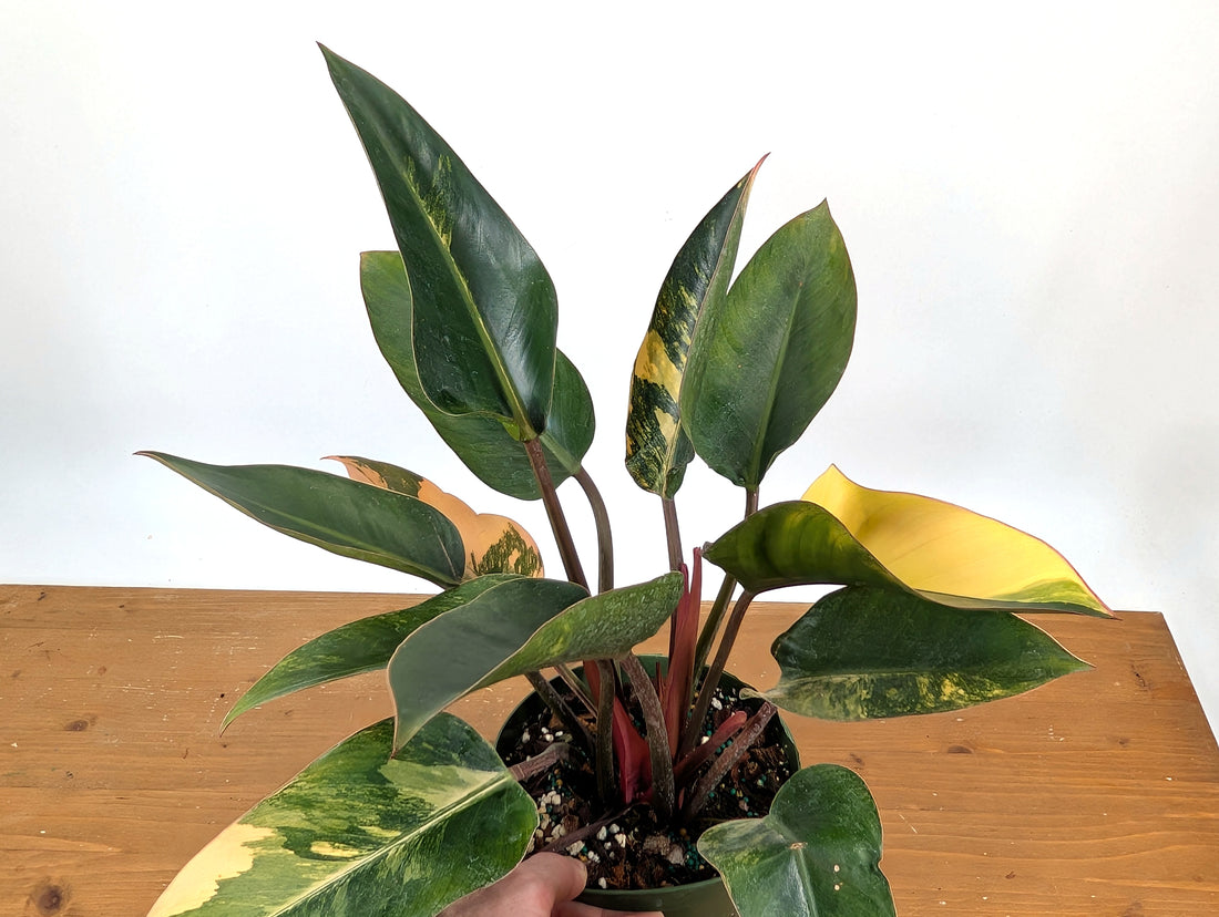 EXACT Philodendron Red Congo Variegated Plant 