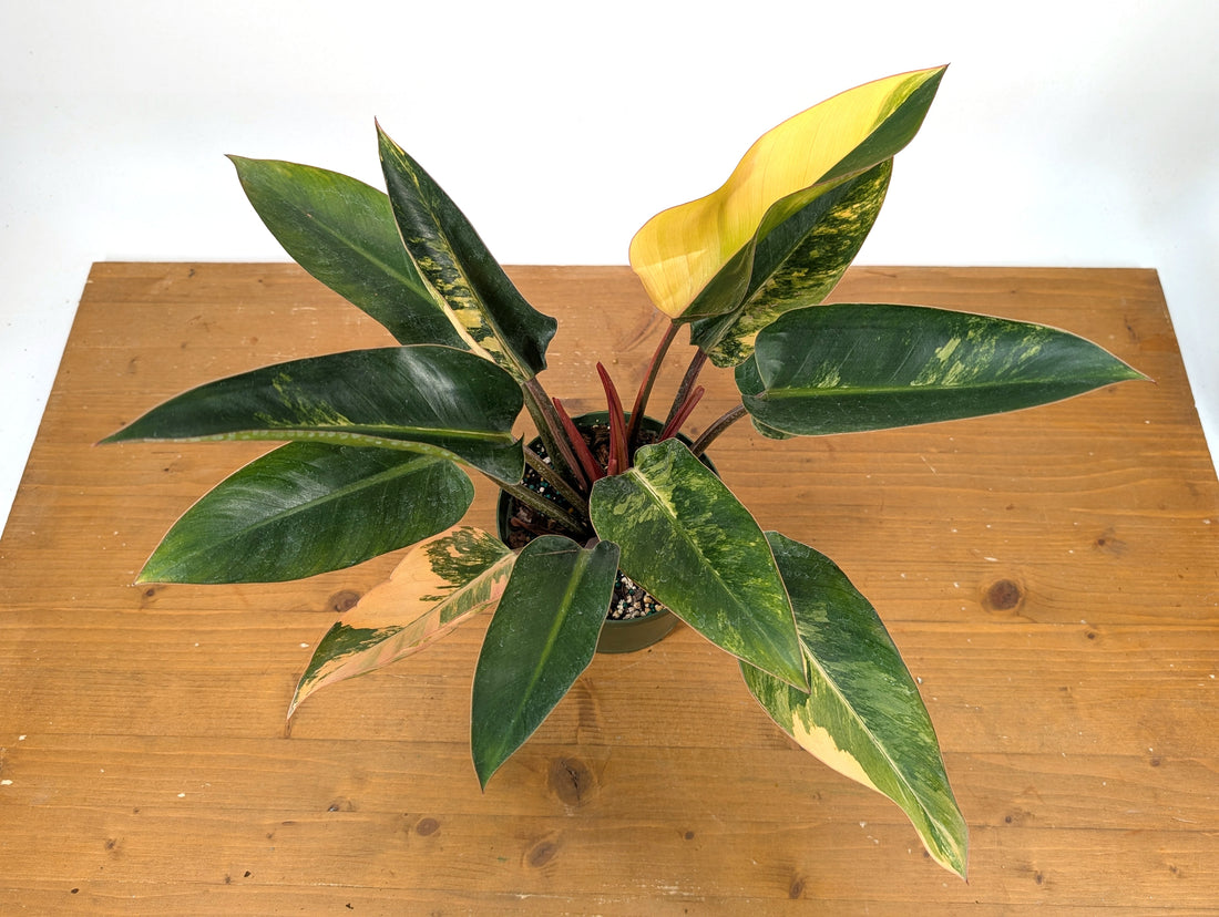 EXACT Philodendron Red Congo Variegated Plant 