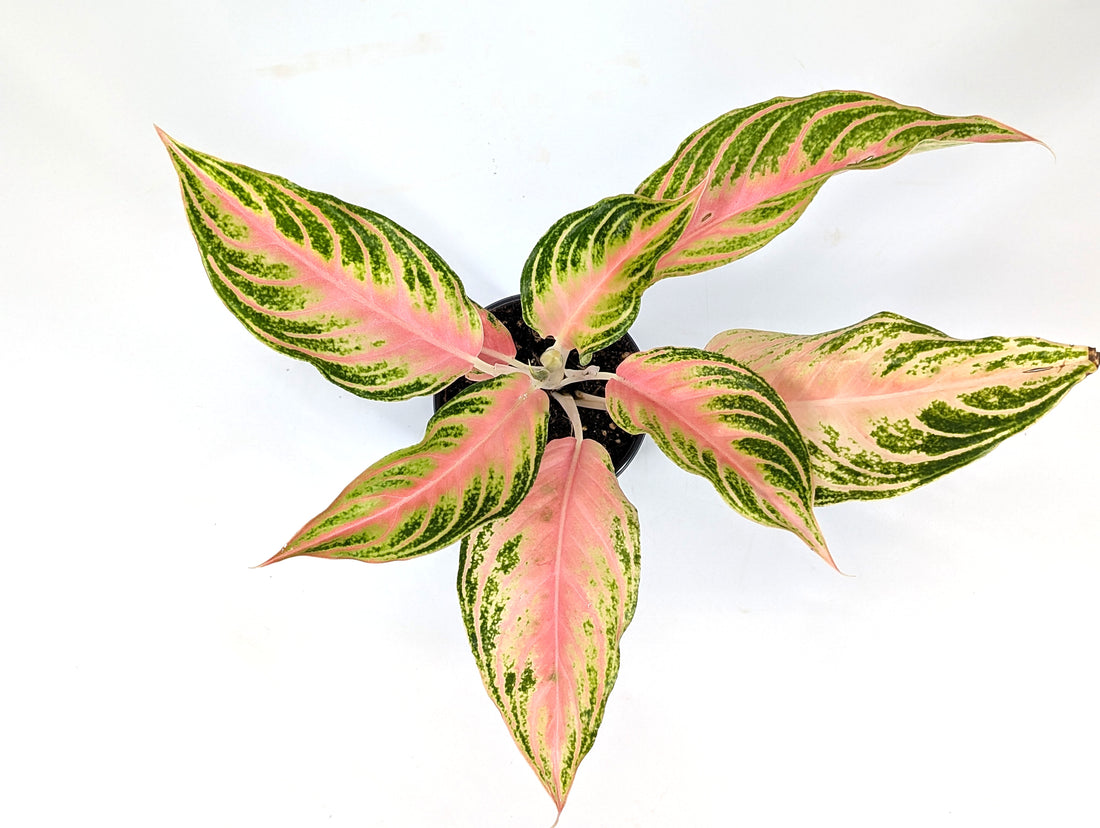 Aglaonema Pink Panama