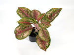 Aglaonema Platinum Karat