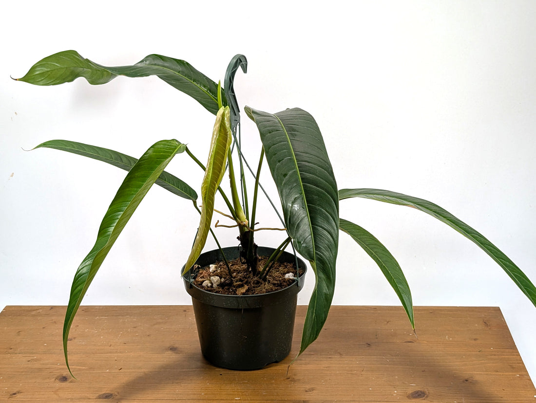 Philodendron Heterocraspedon Exact Plant 8&quot; Hanging Basket