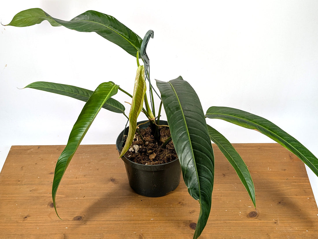 Philodendron Heterocraspedon Exact Plant 8&quot; Hanging Basket