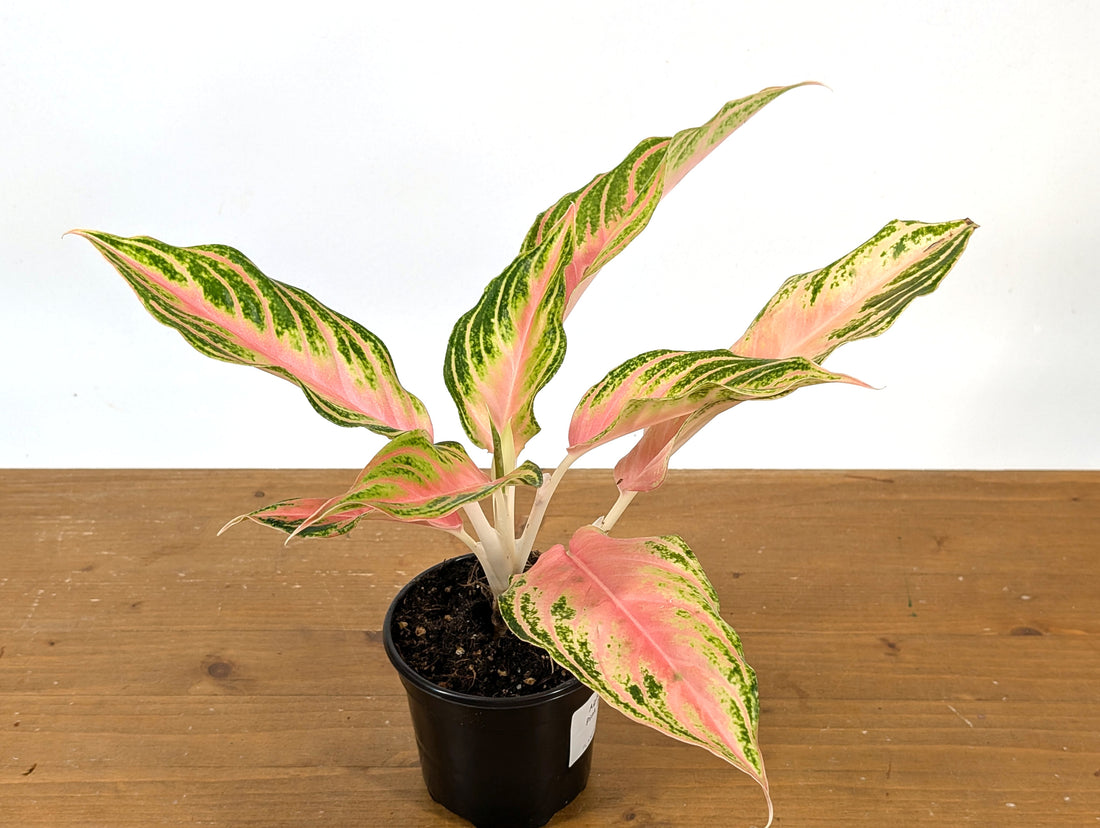 Aglaonema Pink Panama