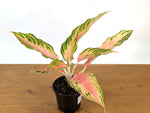Aglaonema Pink Panama