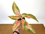 Aglaonema Pink Panama