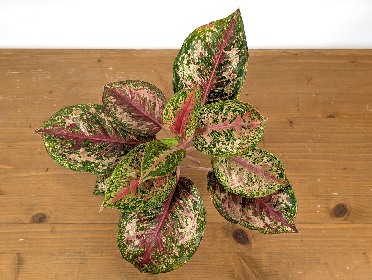 Aglaonema Platinum Karat