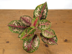 Aglaonema Platinum Karat