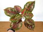 Aglaonema Platinum Karat