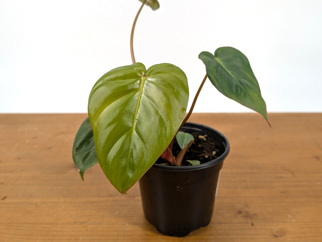 Philodendron Billienum | Billietiae x Pastazanum