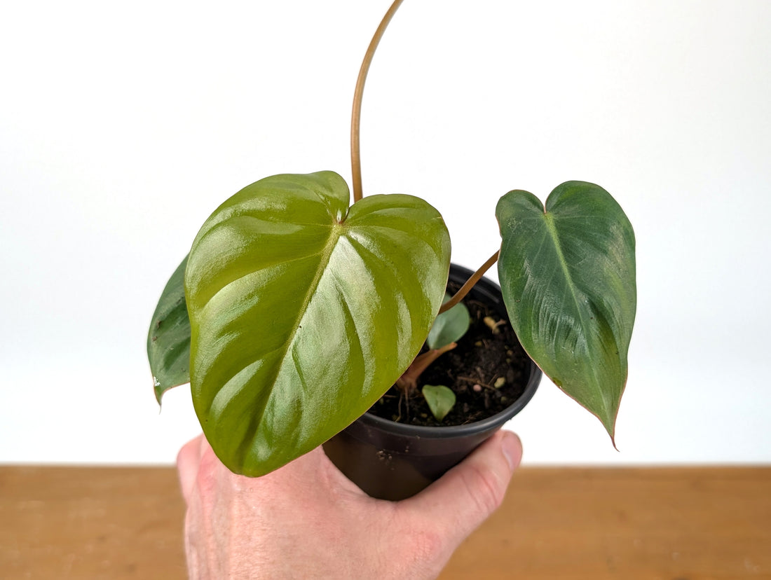 Philodendron Billienum | Billietiae x Pastazanum