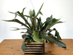 Staghorn Fern Wood Crate Basket - Platycerium bifurcatum