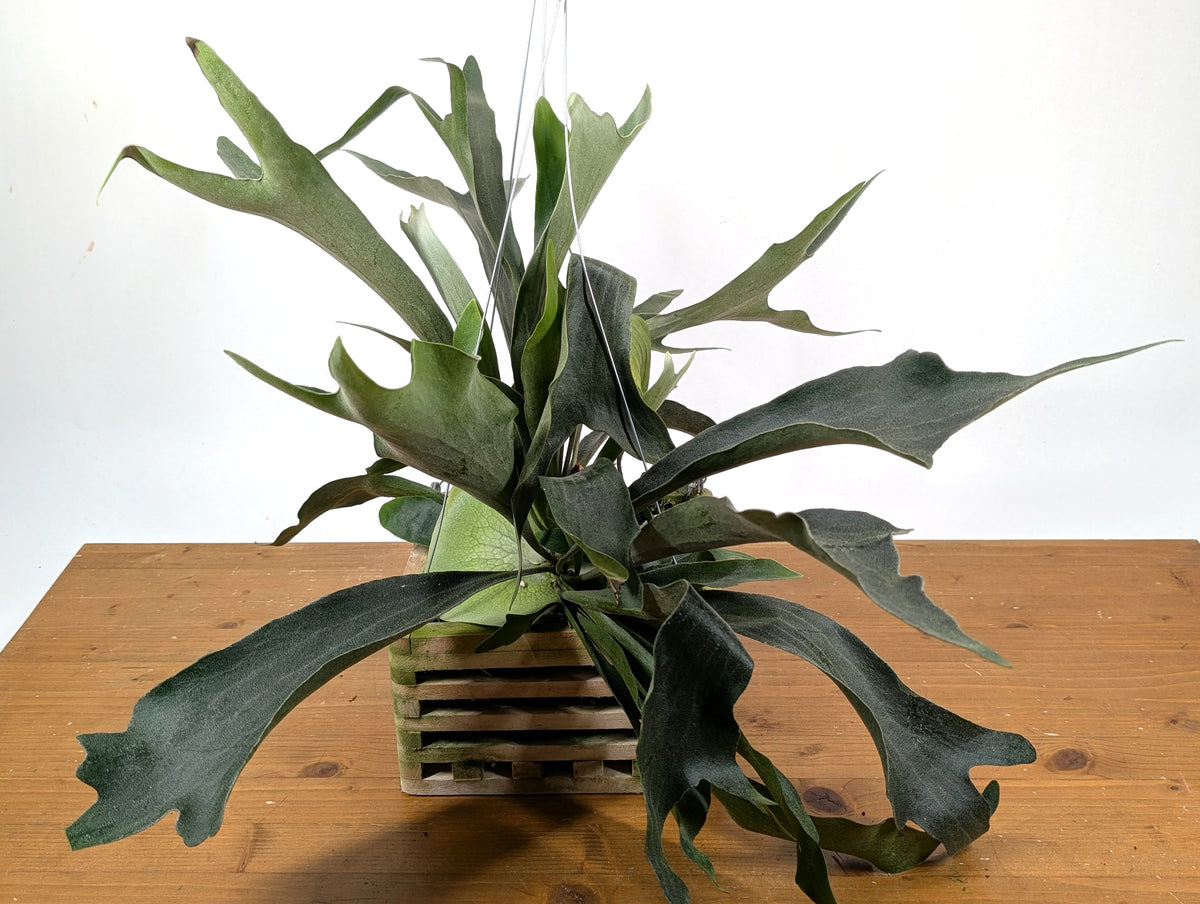 Staghorn Fern Wood Crate Basket - Platycerium bifurcatum