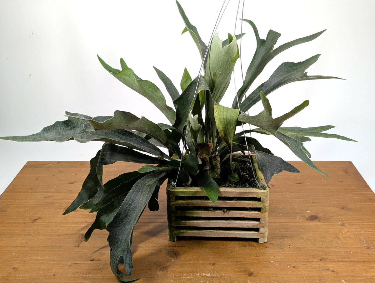 Staghorn Fern Wood Crate Basket - Platycerium bifurcatum