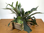 Staghorn Fern Wood Crate Basket - Platycerium bifurcatum