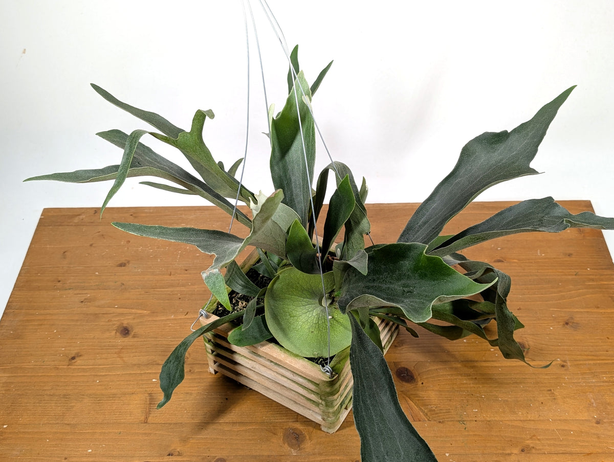 Staghorn Fern Wood Crate Basket - Platycerium bifurcatum