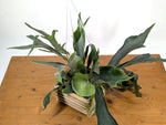 Staghorn Fern Wood Crate Basket - Platycerium bifurcatum