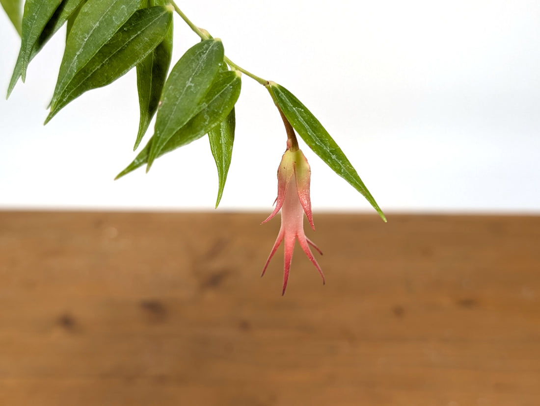 Ceratostema Ivanportillae