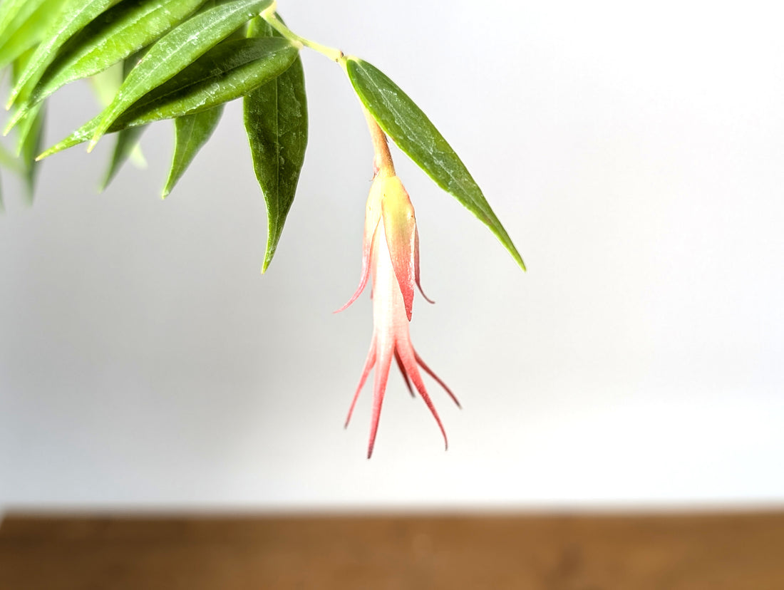 Ceratostema Ivanportillae