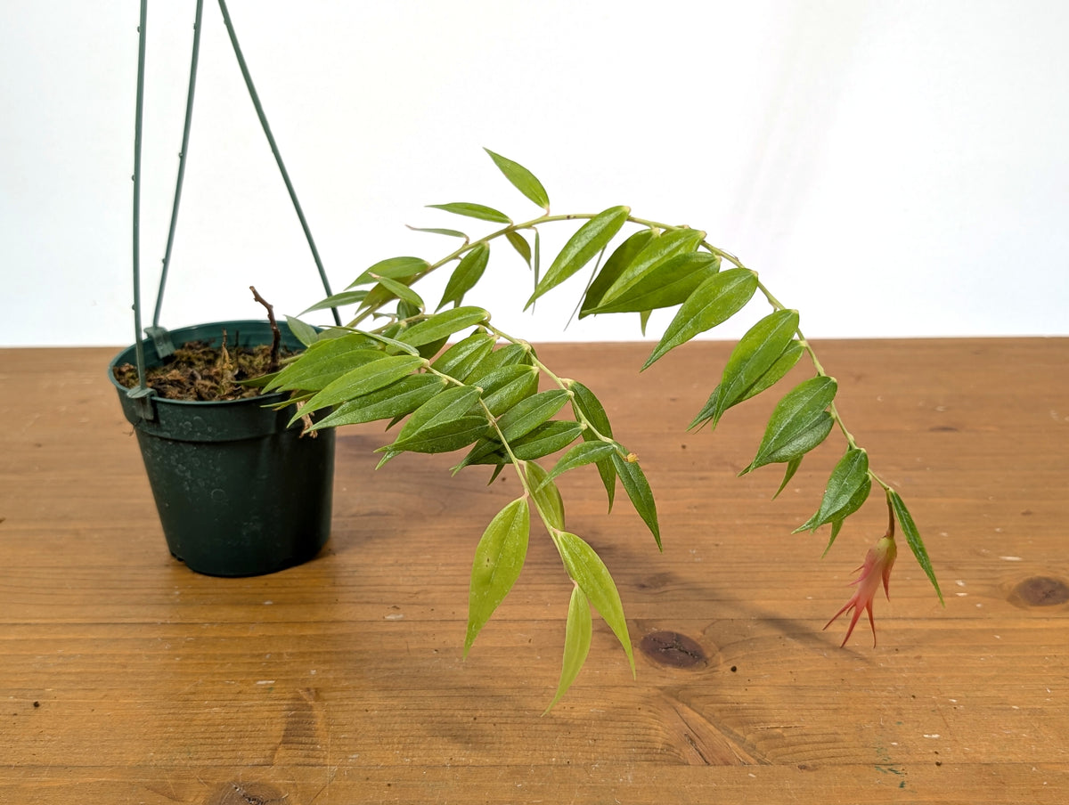 Ceratostema Ivanportillae