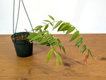 Ceratostema Ivanportillae