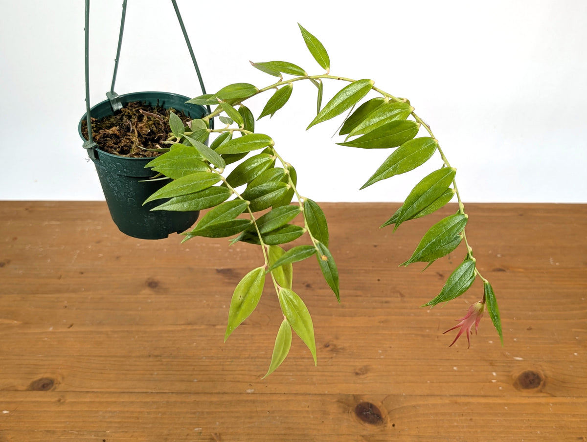 Ceratostema Ivanportillae