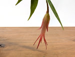 Ceratostema Ivanportillae