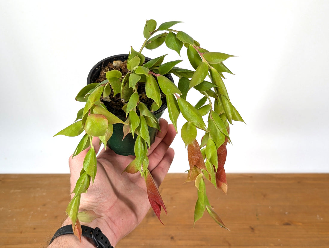 Ceratostema Gualaquizensis var. tubularis