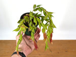 Ceratostema Gualaquizensis var. tubularis