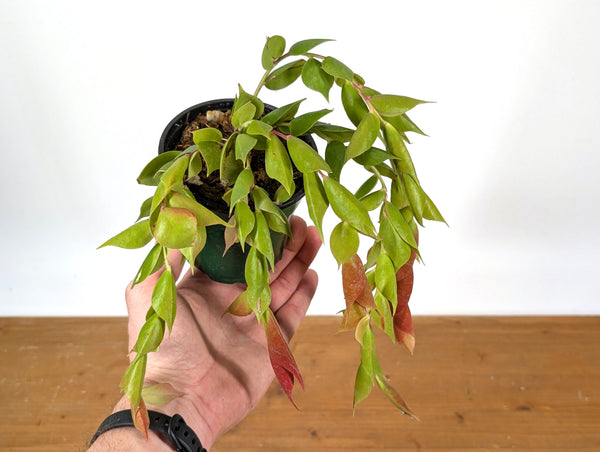 Ceratostema Gualaquizensis var. tubularis