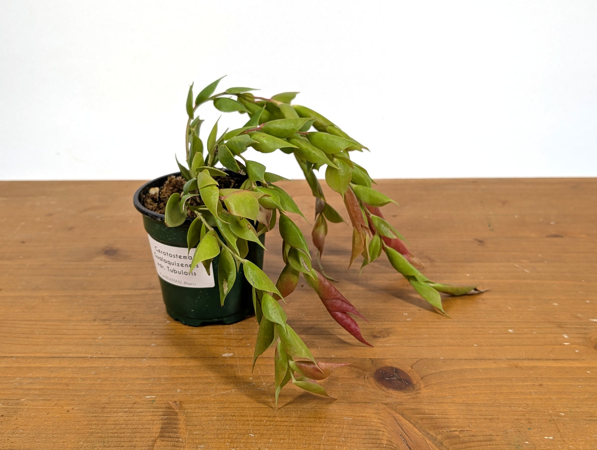 Ceratostema Gualaquizensis var. tubularis
