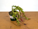 Ceratostema Gualaquizensis var. tubularis