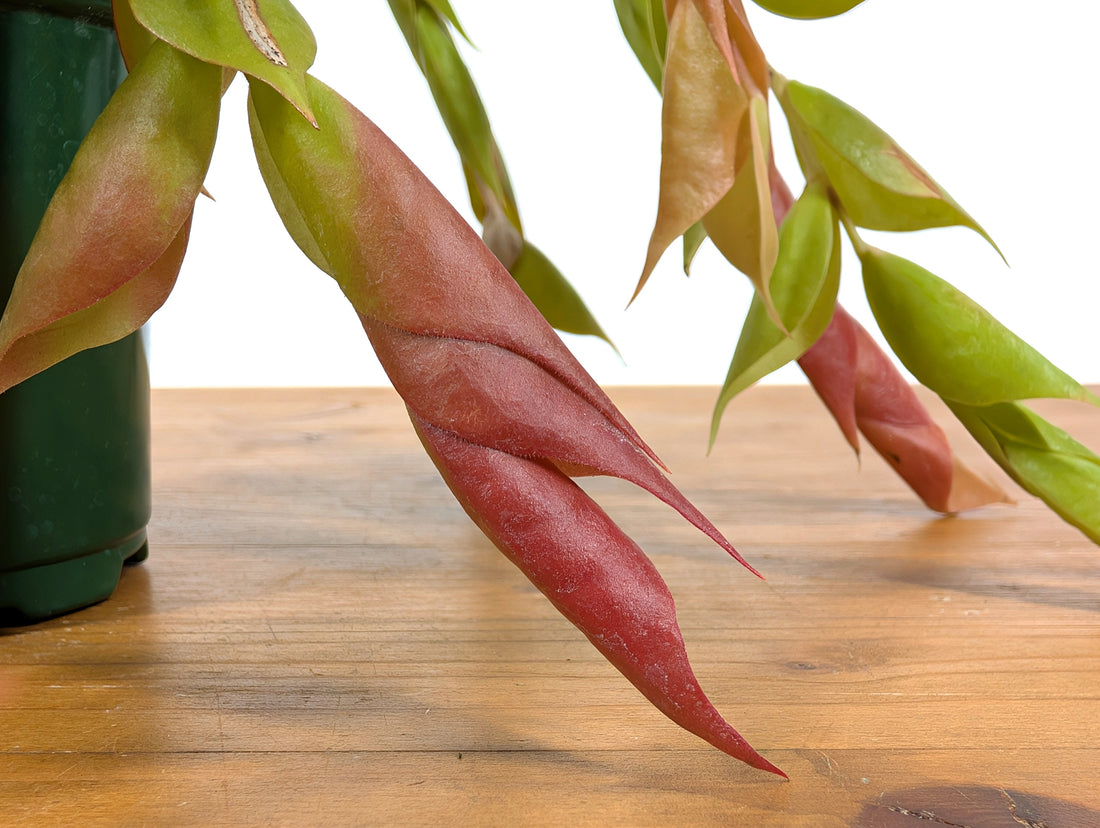 Ceratostema Gualaquizensis var. tubularis