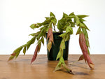 Ceratostema Gualaquizensis var. tubularis
