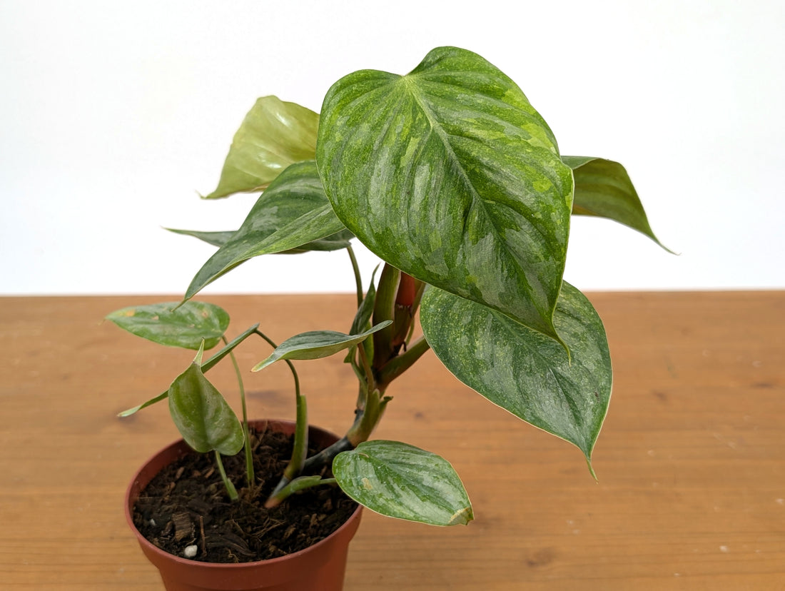 Philodendron Sodiroi Variegated
