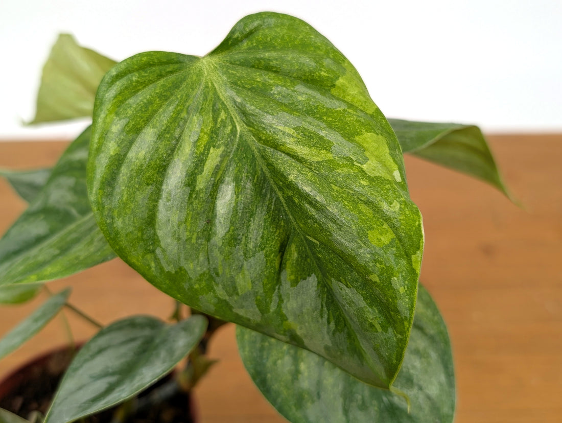 Philodendron Sodiroi Variegated