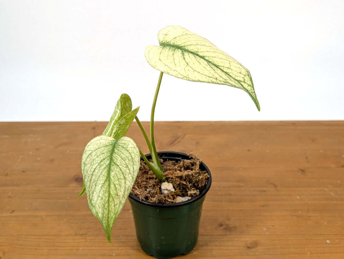 Monstera White Monster Exact Plant 