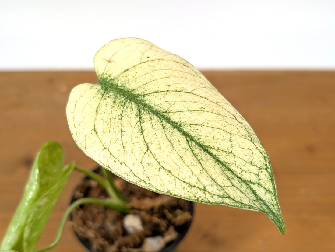 Monstera White Monster Exact Plant 