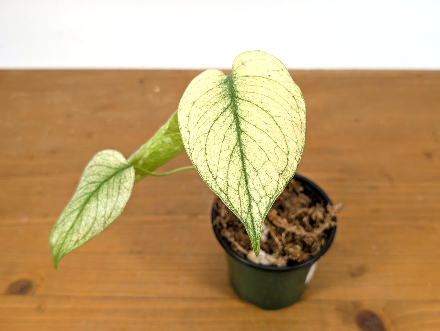 Monstera White Monster Exact Plant 