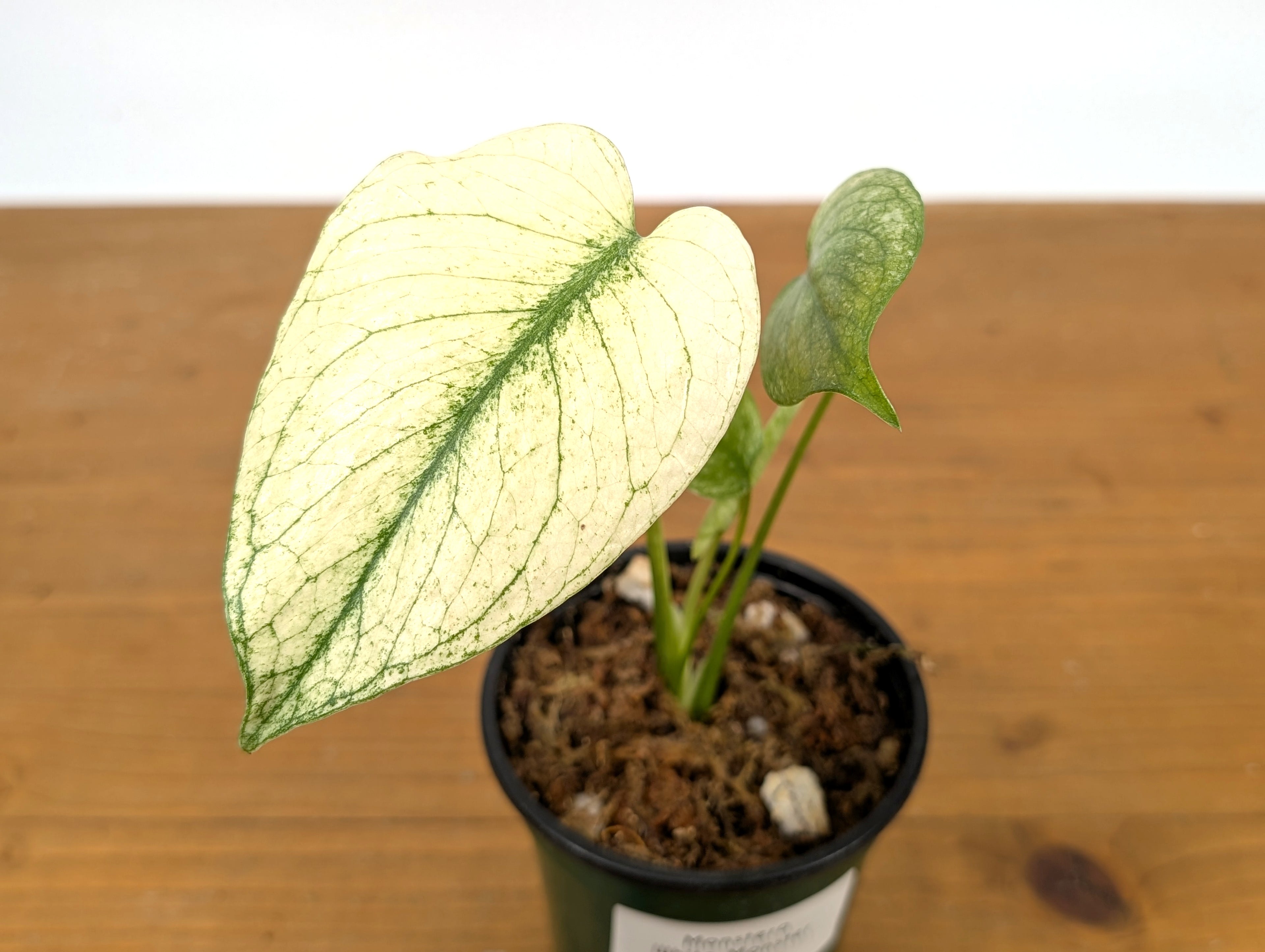 Monstera White Monster Exact Plant 