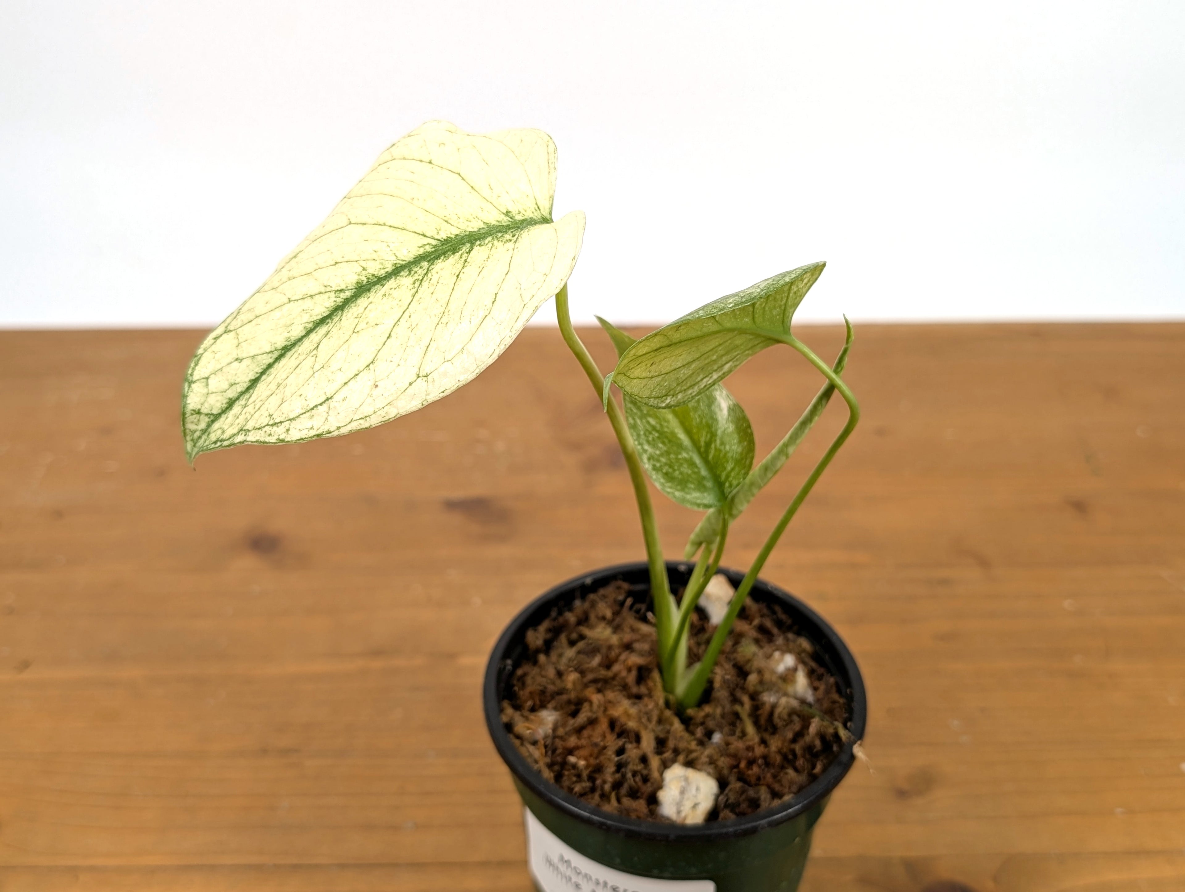 Monstera White Monster Exact Plant 