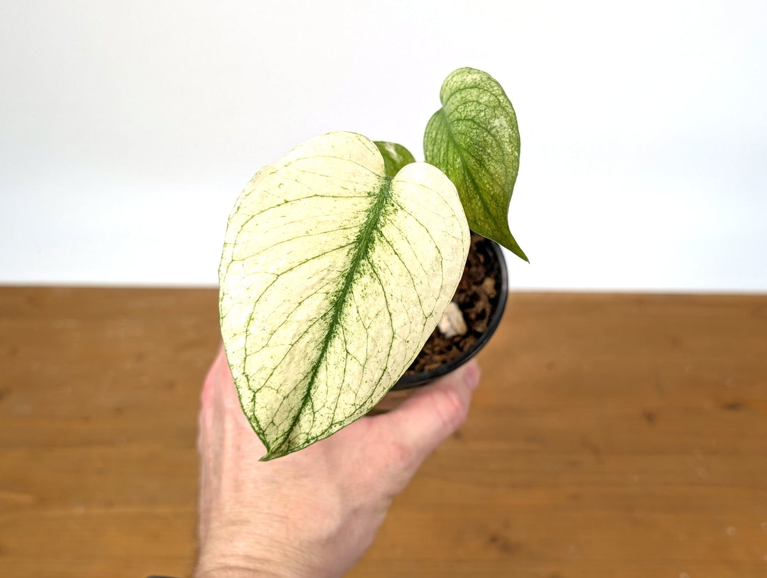 Monstera White Monster Exact Plant 