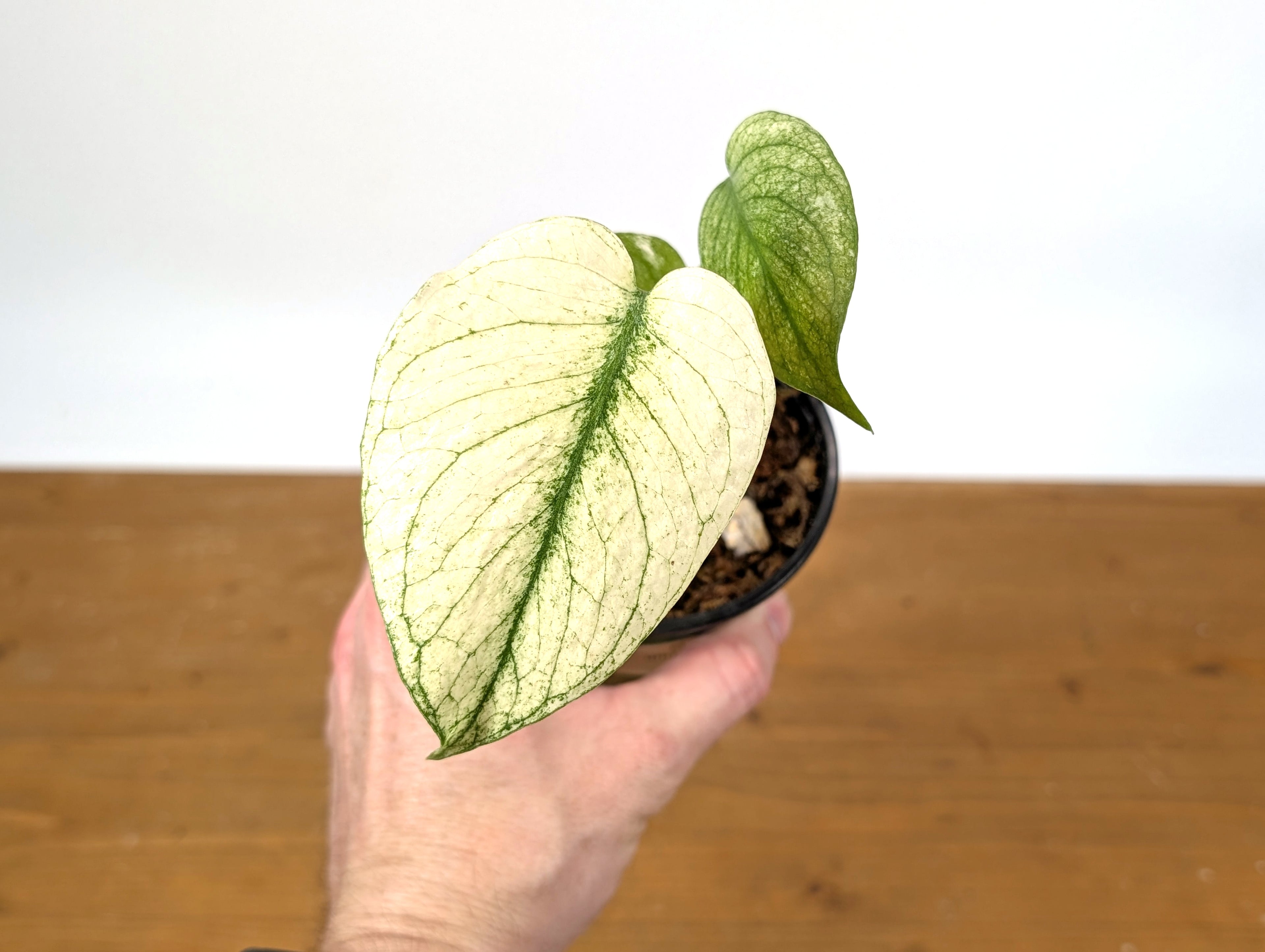 Monstera White Monster Exact Plant 