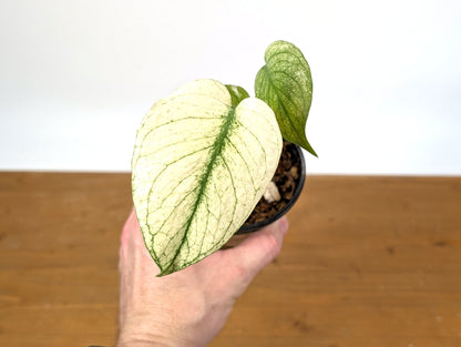 Monstera White Monster Exact Plant 