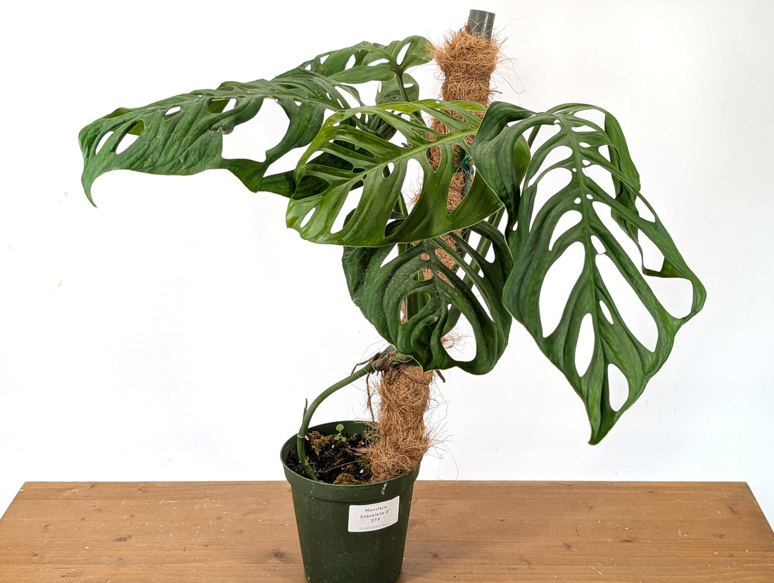 Monstera Esqueleto Exact (27A)