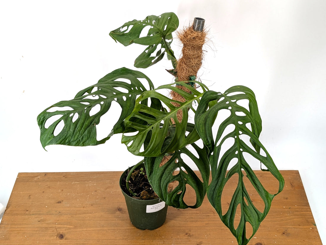 Monstera Esqueleto Exact (27A)